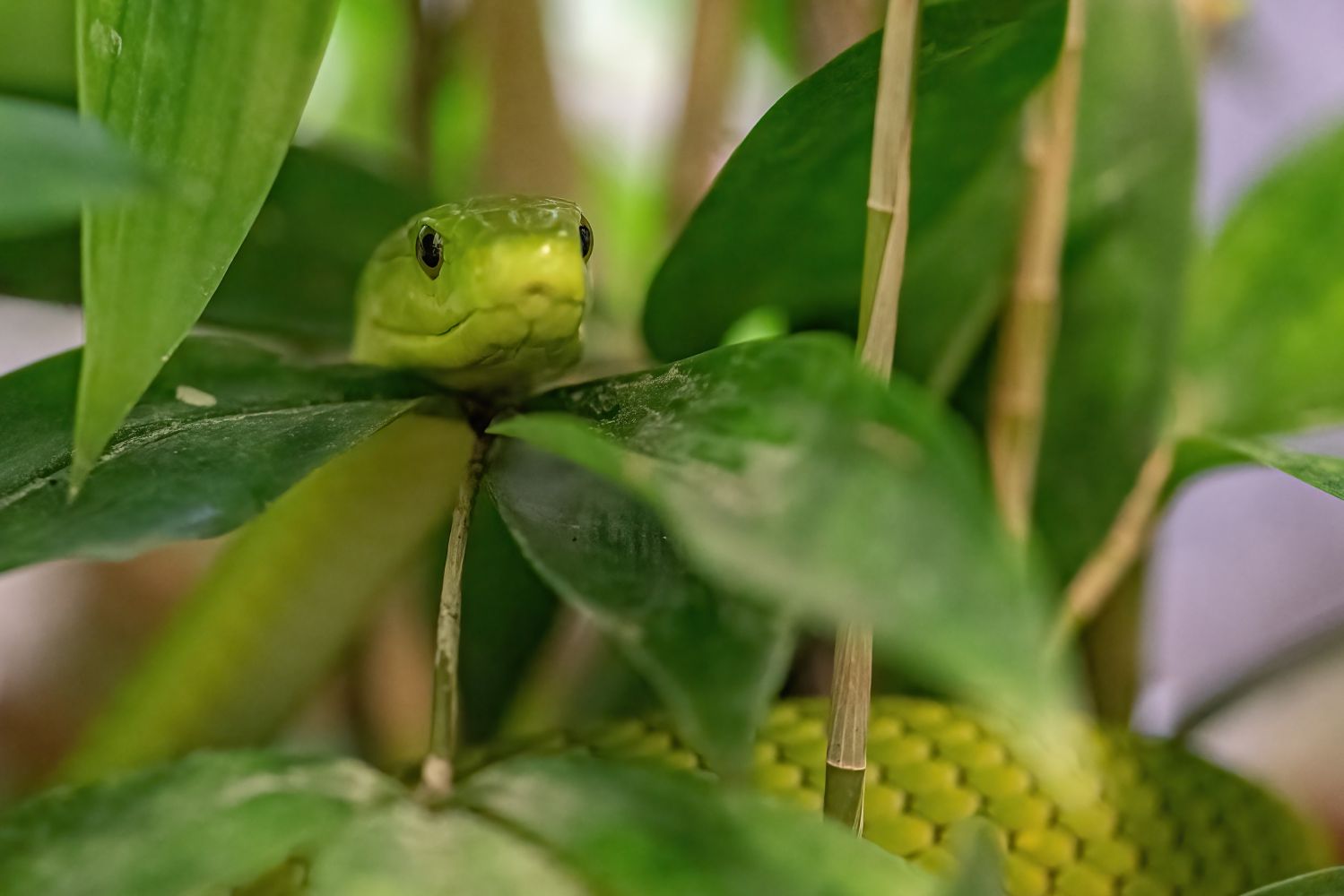 Mamba versteckt sich in Gebüsch