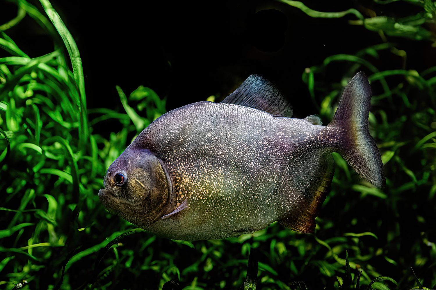 roter Piranha in Aquarium