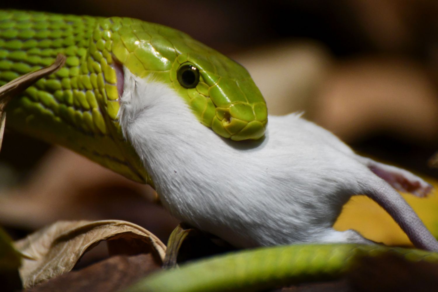 Mamba verschlingt eine Maus