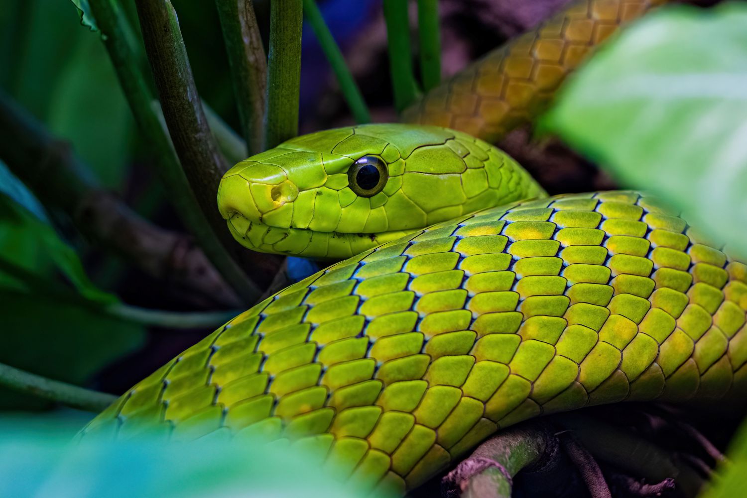 Mamba