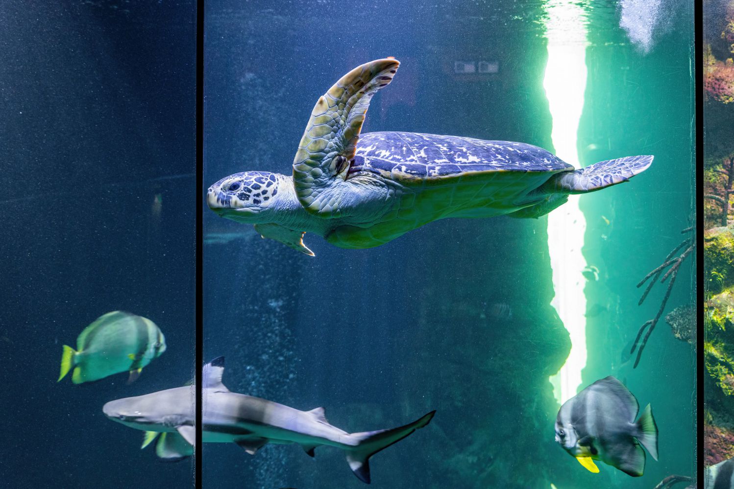 Grüne Meeresschildkröte schwimmt mit Hai