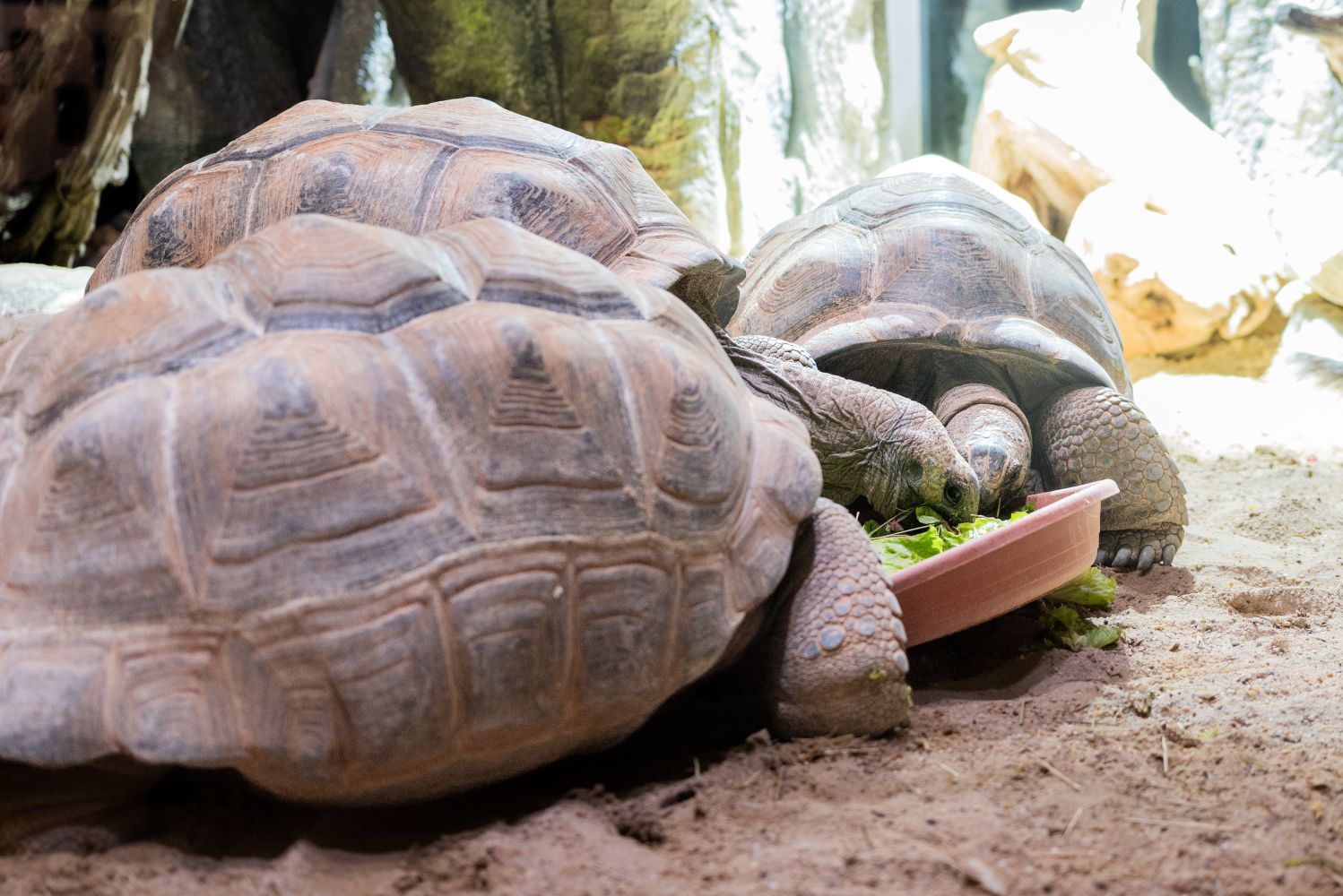 Aldabra-Riesenschildkröten fressen Salat