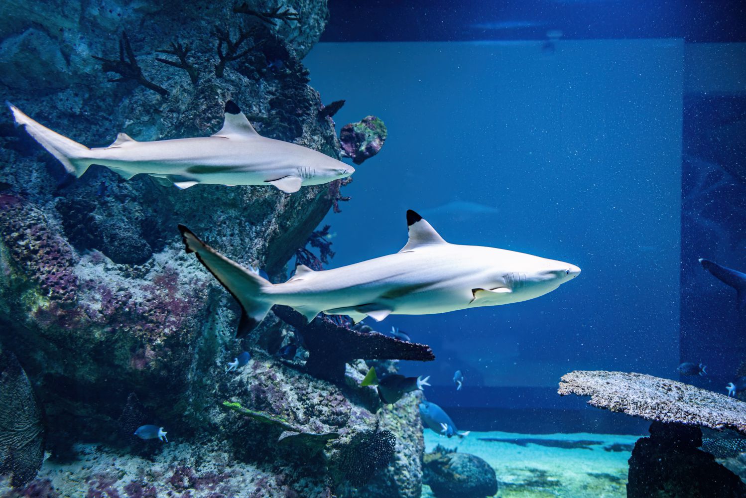 zwei Schwarzspitzenriffhaie schwimmen in Aquarium