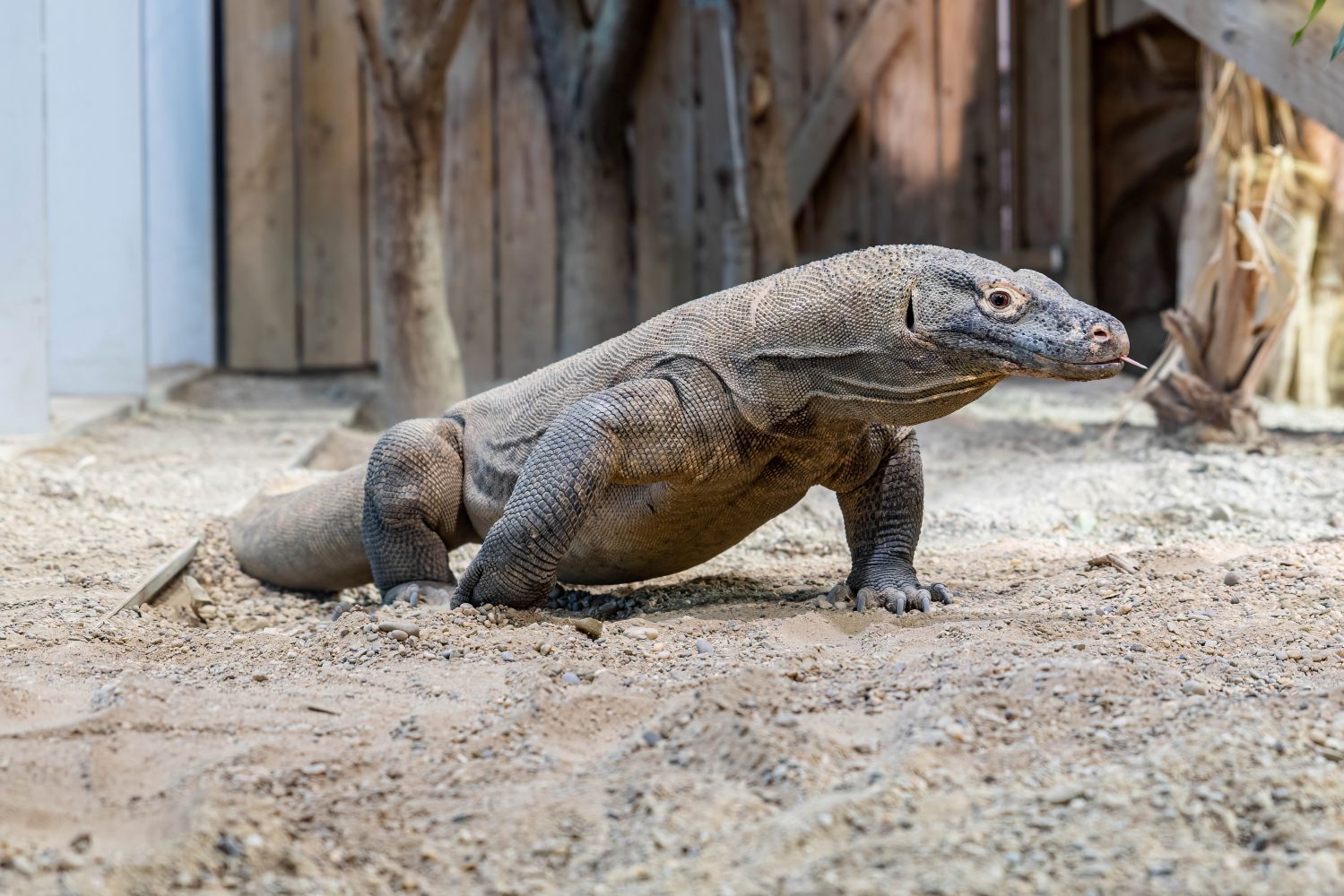 Komodowaran zeigt Zunge