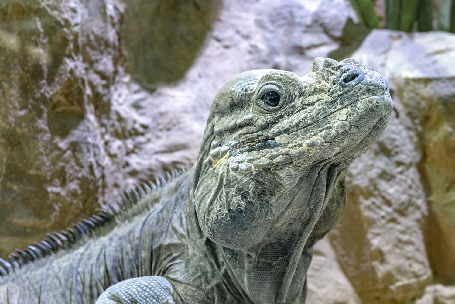 Nashornleguan