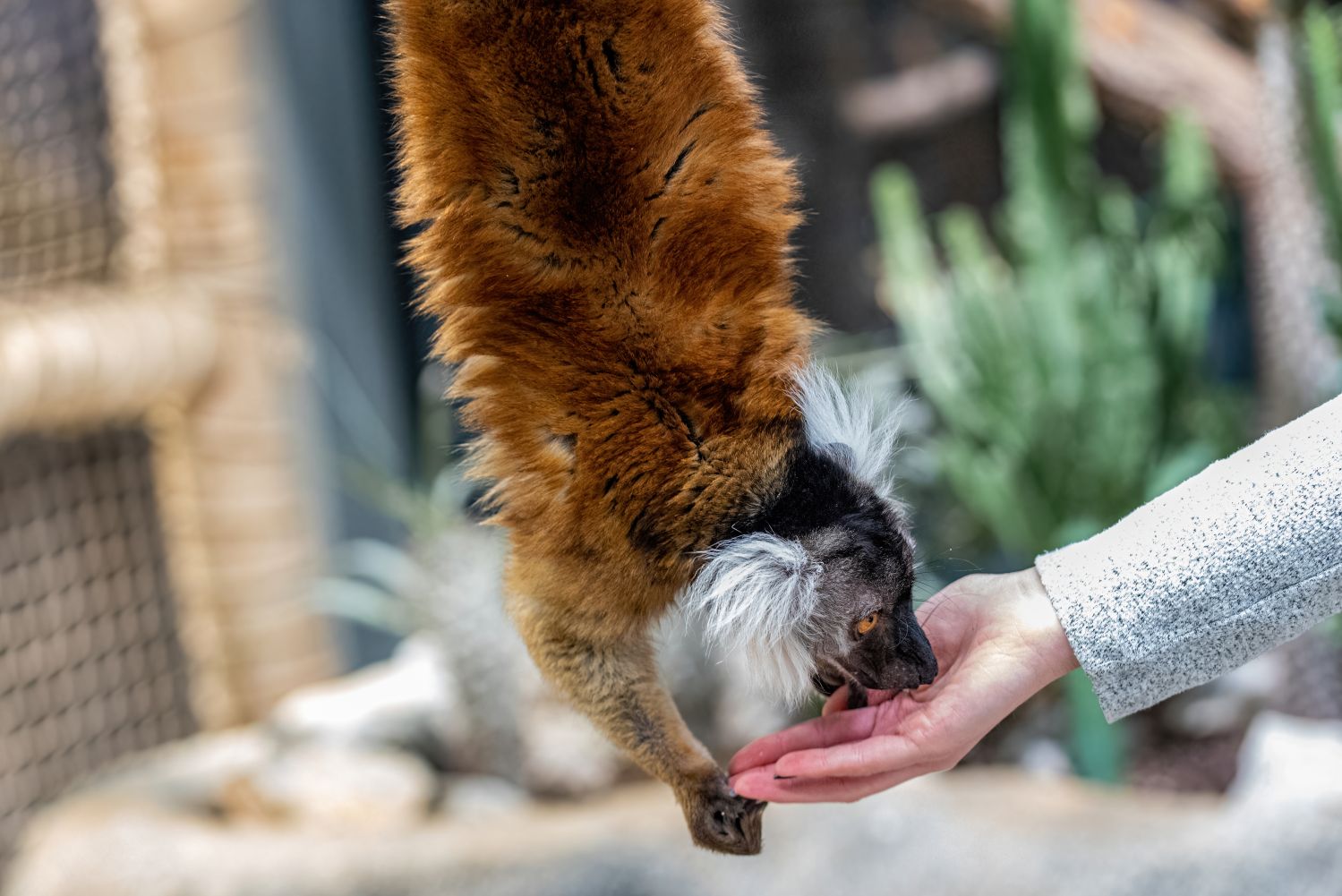 Schwarzer Lemur frisst aus der Hand